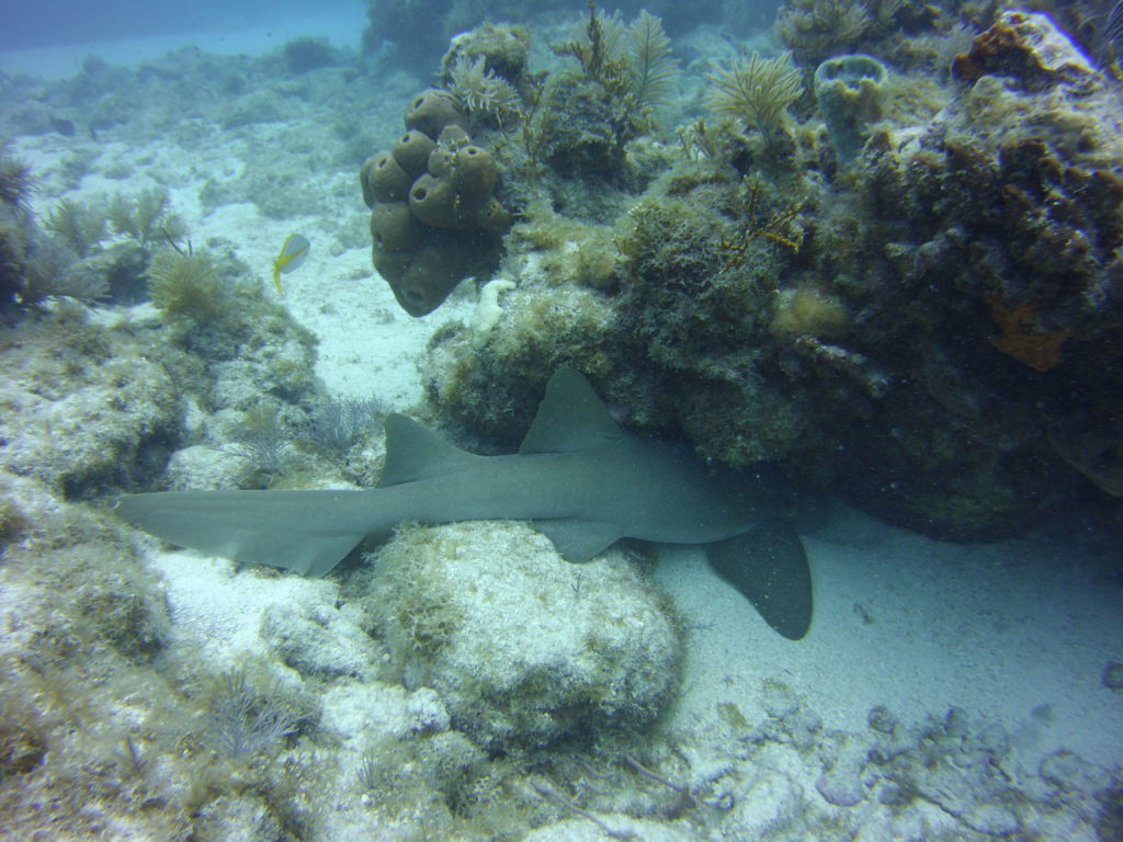 Nurse shark under rock